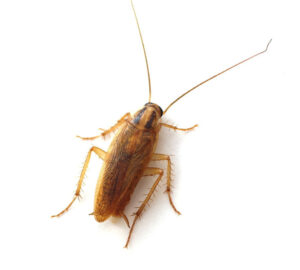 Blatte-germanique Blatte-germanique